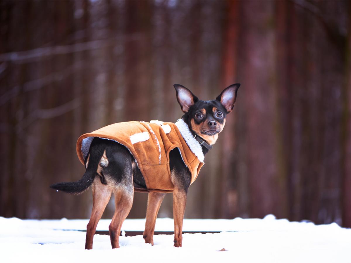Bekwaam licht reservoir Wanneer is het te koud voor mijn hond? | Dierenarts Tineke Ossieur